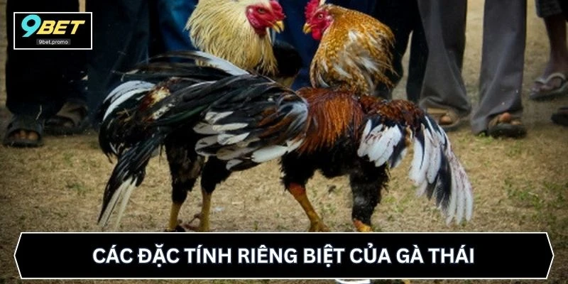Các đặc tính riêng biệt của gà Thái