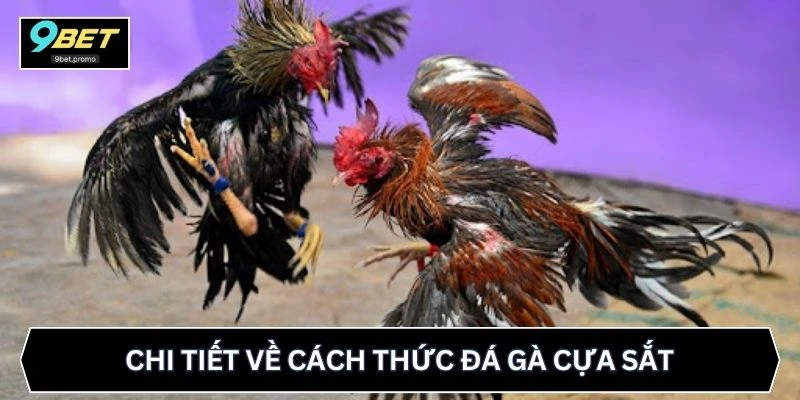 Chi tiết về cách thức đá gà cựa sắt